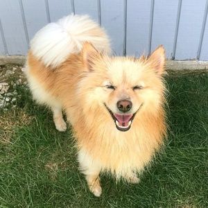 Meet my assistant: Bean!